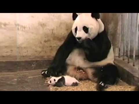 And Now, On a Less Political Note, Watch Me Shoot a Baby Panda…
